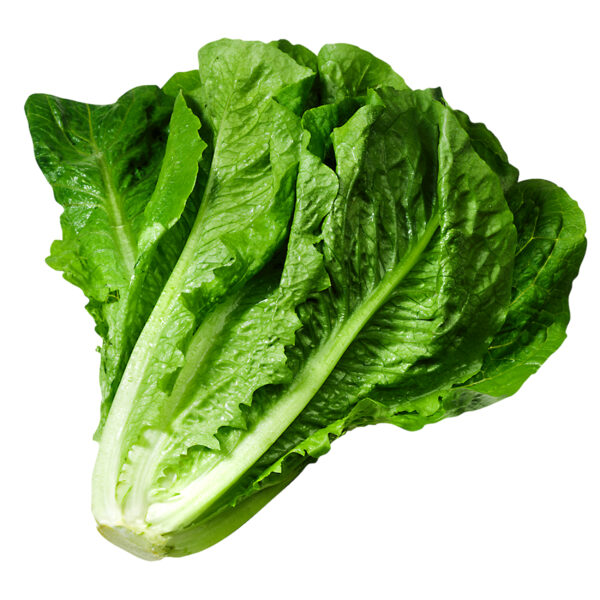 Lettuce Baladi Organic
