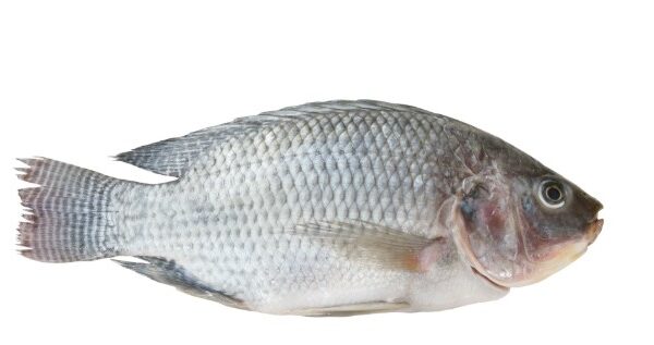 Wild Tilapia Shocked Bolty
