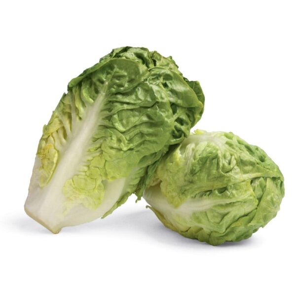 Lettuce Gem Little Organic (1pcs)